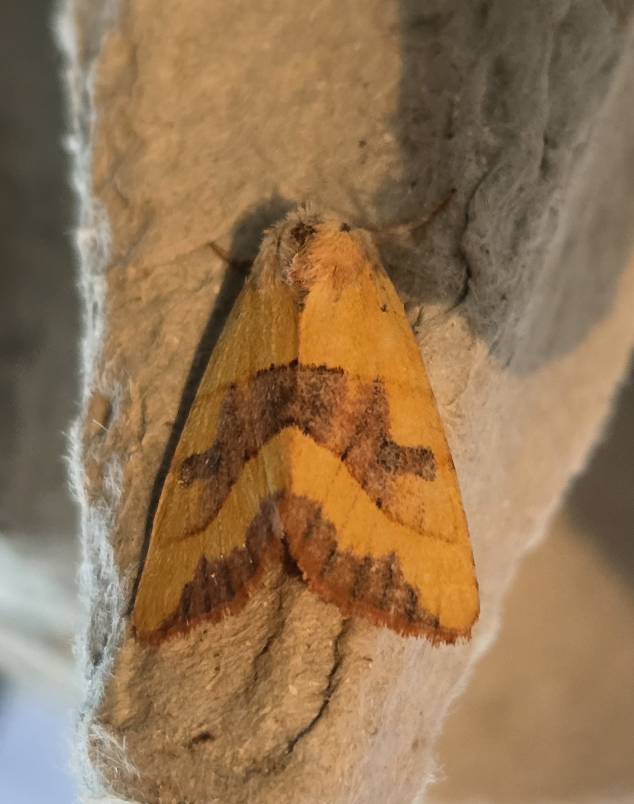 Photo of Centre-barred Sallow (Atethmia centrago)